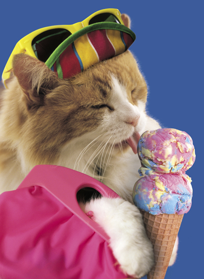 Stock Photo of a cat eating ice cream