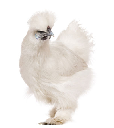 Stock Photo of a silky chicken