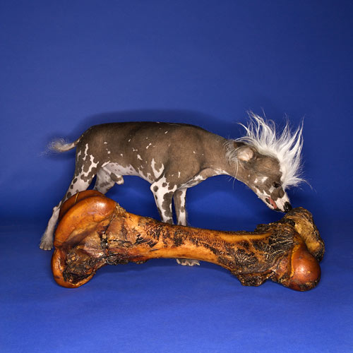 Stock Photo of Chinese Crested Dog Smelling A Bone