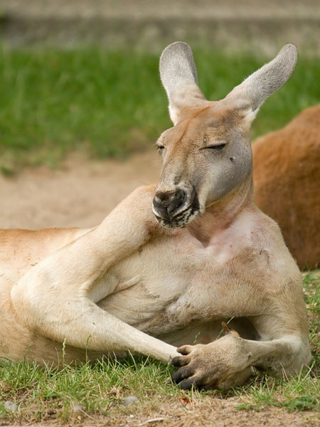 Stock Photo of a Kangaroo Relaxing Like a Human