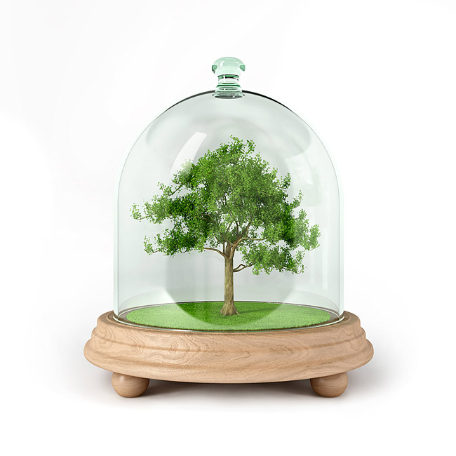 Tree in glass enclosure cloche bell jar
