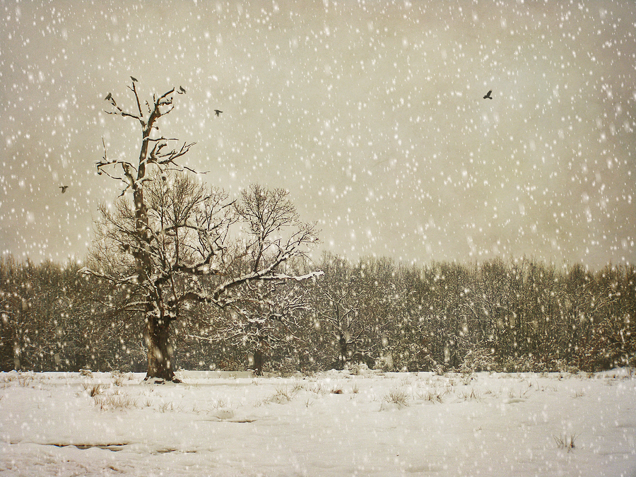   Winter photography  |  alin b.  