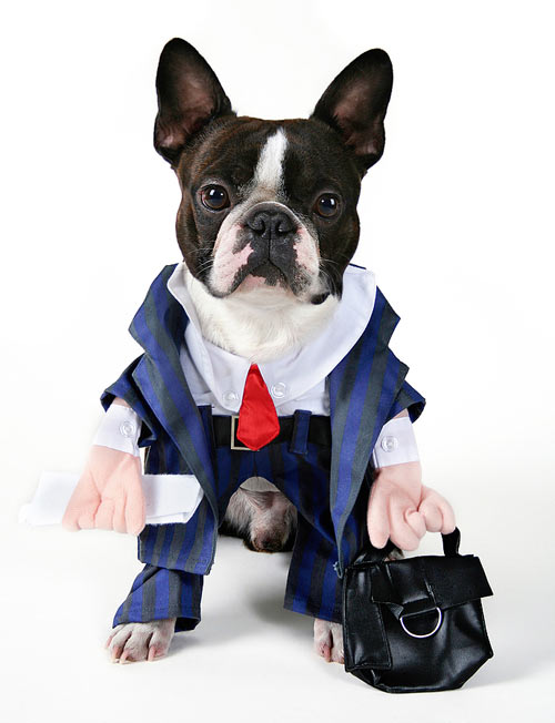 Stock Photo of a Dog Ready for a Long Day at the Office