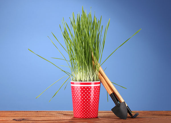  bigstock_Green_grass_in_a_flowerpot_on__30221213.How to place images on 3d objects 