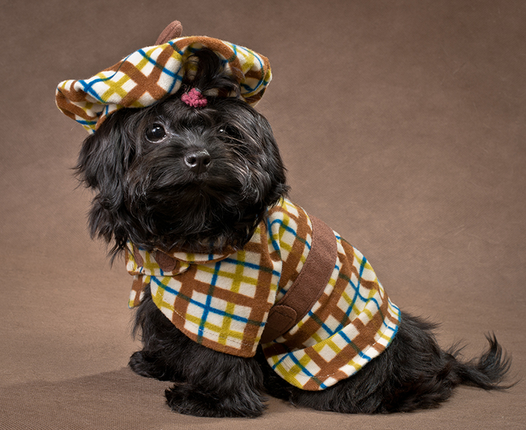   It's National Dress Up Your Pet Day!  